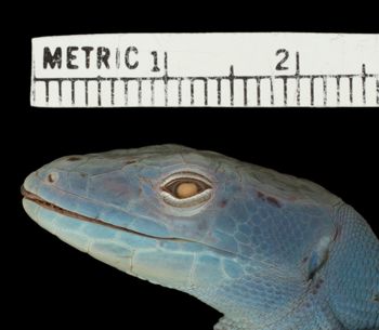 Media type: image;   Herpetology R-39799 Aspect: head lateral